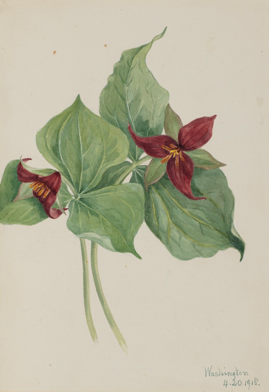  av Mary Vaux Walcott