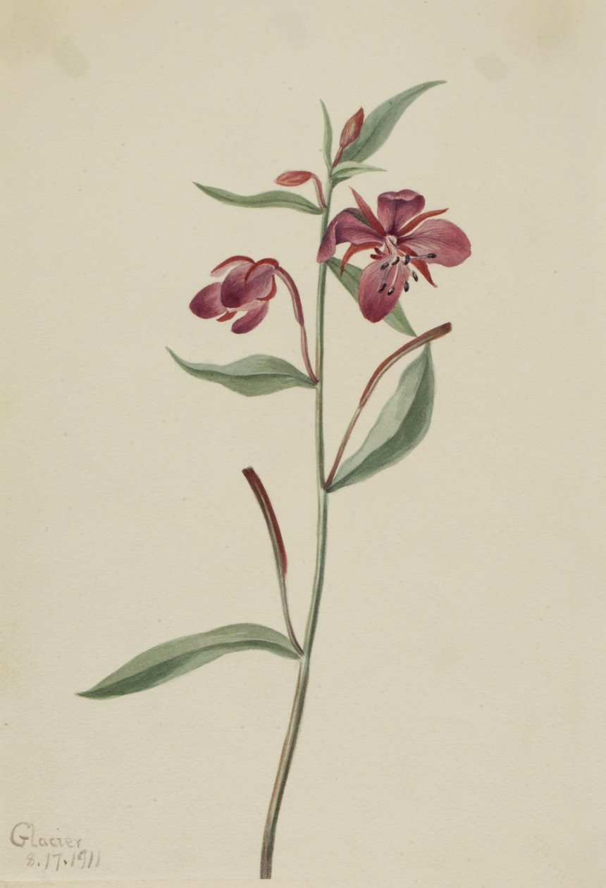  av Mary Vaux Walcott