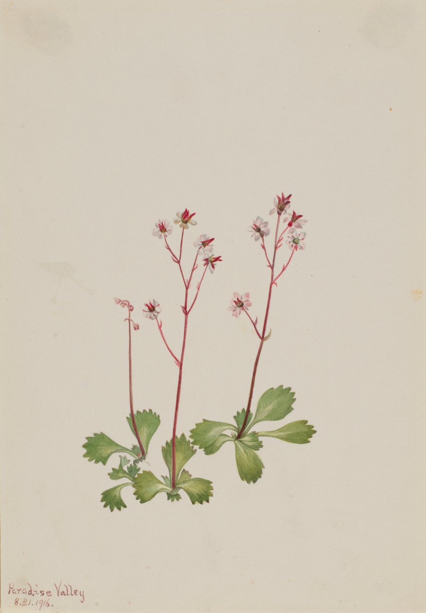  av Mary Vaux Walcott