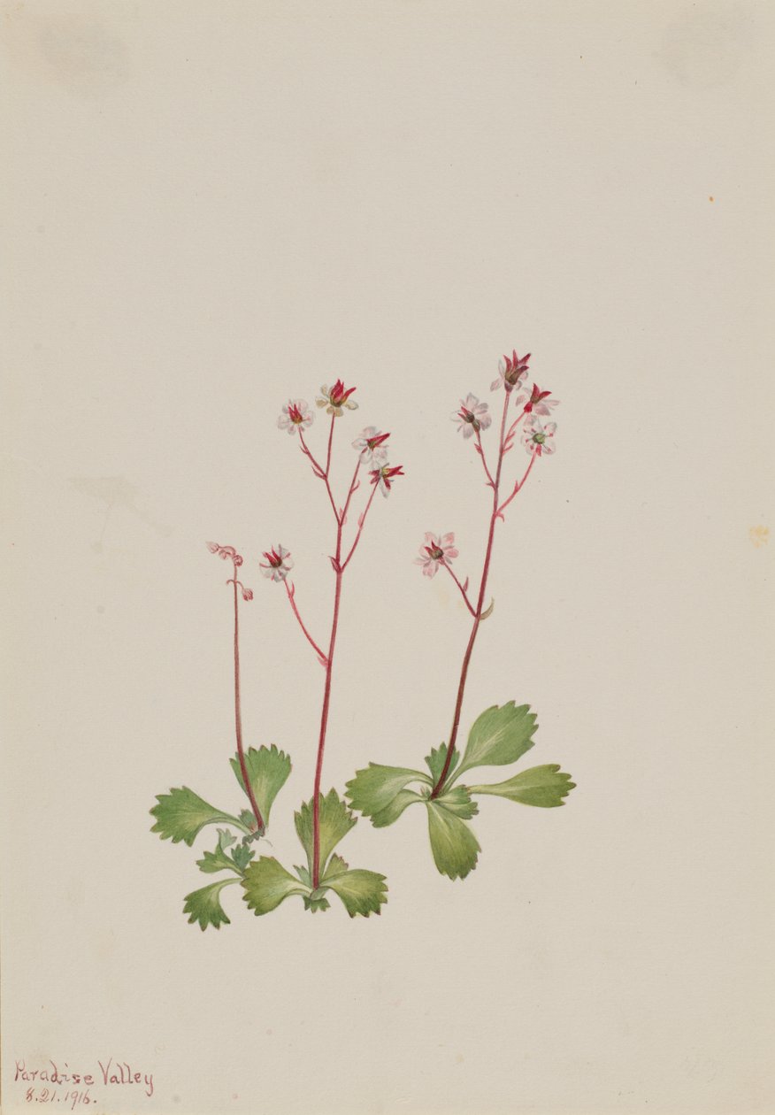 Redstem Saxifrage Saxifraga lyallii, 1916. av Mary Vaux Walcott