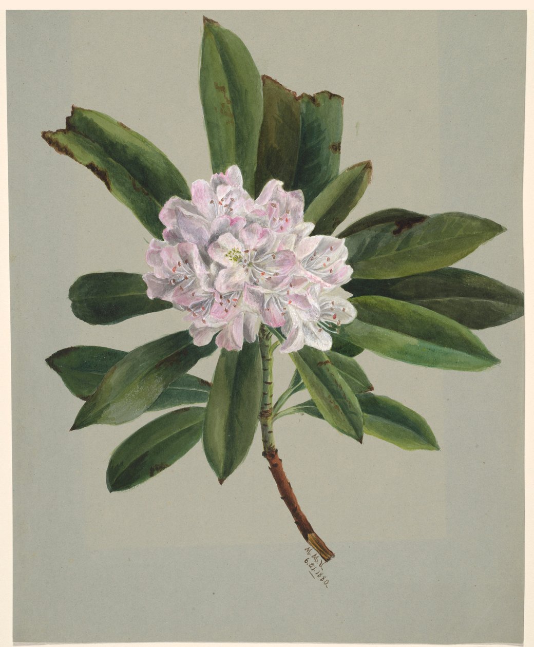  av Mary Vaux Walcott