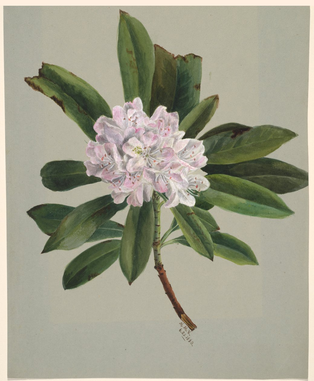 Rhododendron Rhododendron maksimum, 1880. av Mary Vaux Walcott