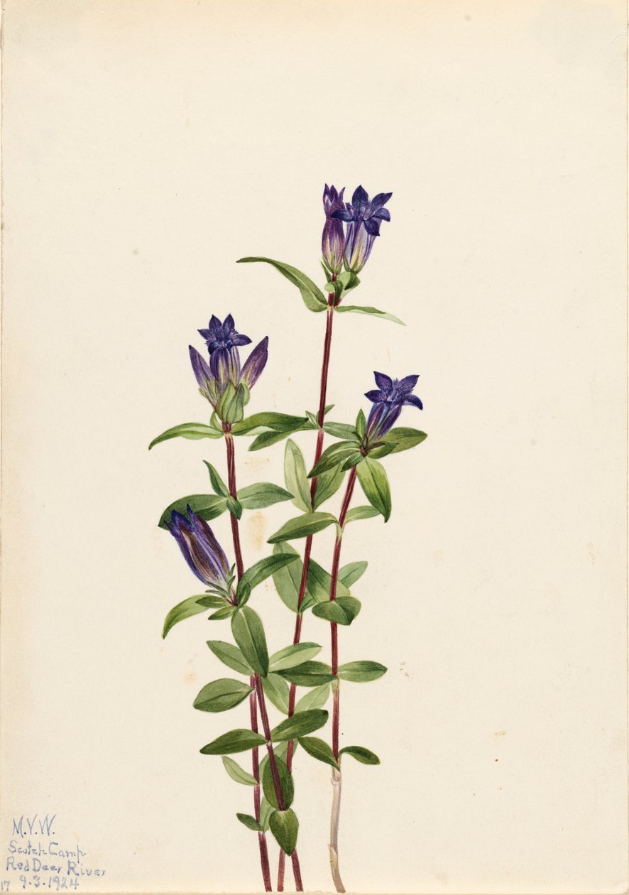 Riverbank Gentian Gentiana affinis, 1924. av Mary Vaux Walcott