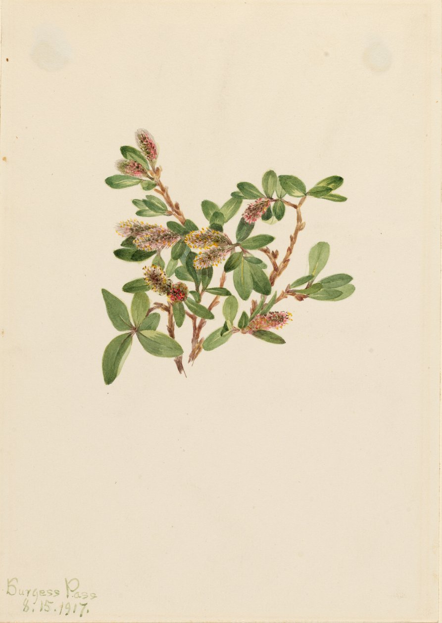  av Mary Vaux Walcott
