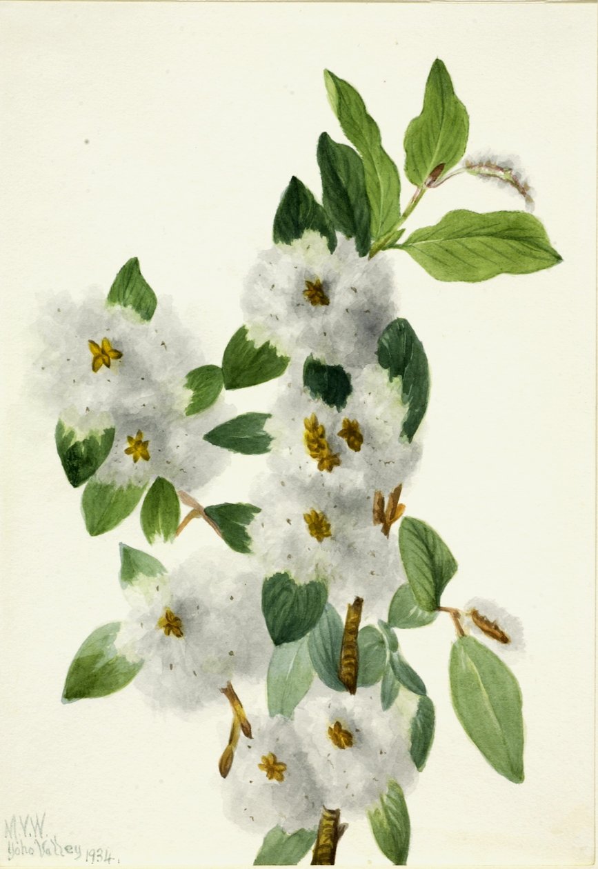  av Mary Vaux Walcott