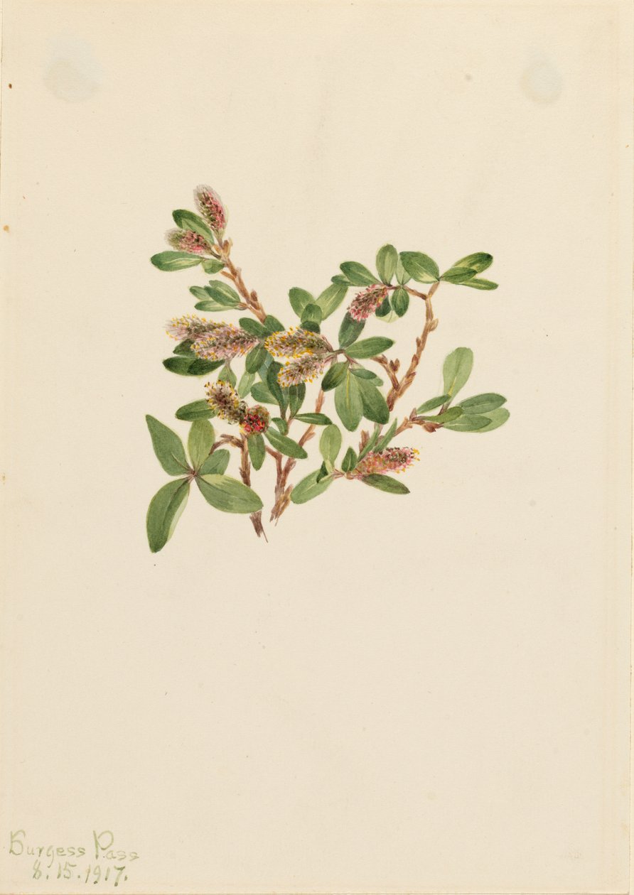 Rock Willow Salix petrophila, 1917. av Mary Vaux Walcott