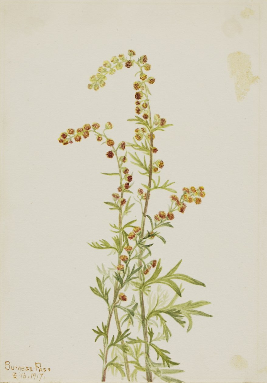  av Mary Vaux Walcott