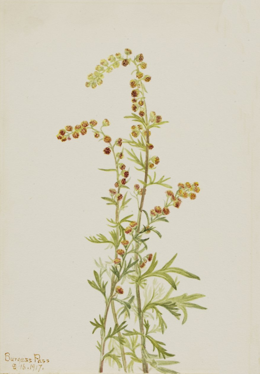 Rock Wormwood Artemisia discolor, 1917. av Mary Vaux Walcott