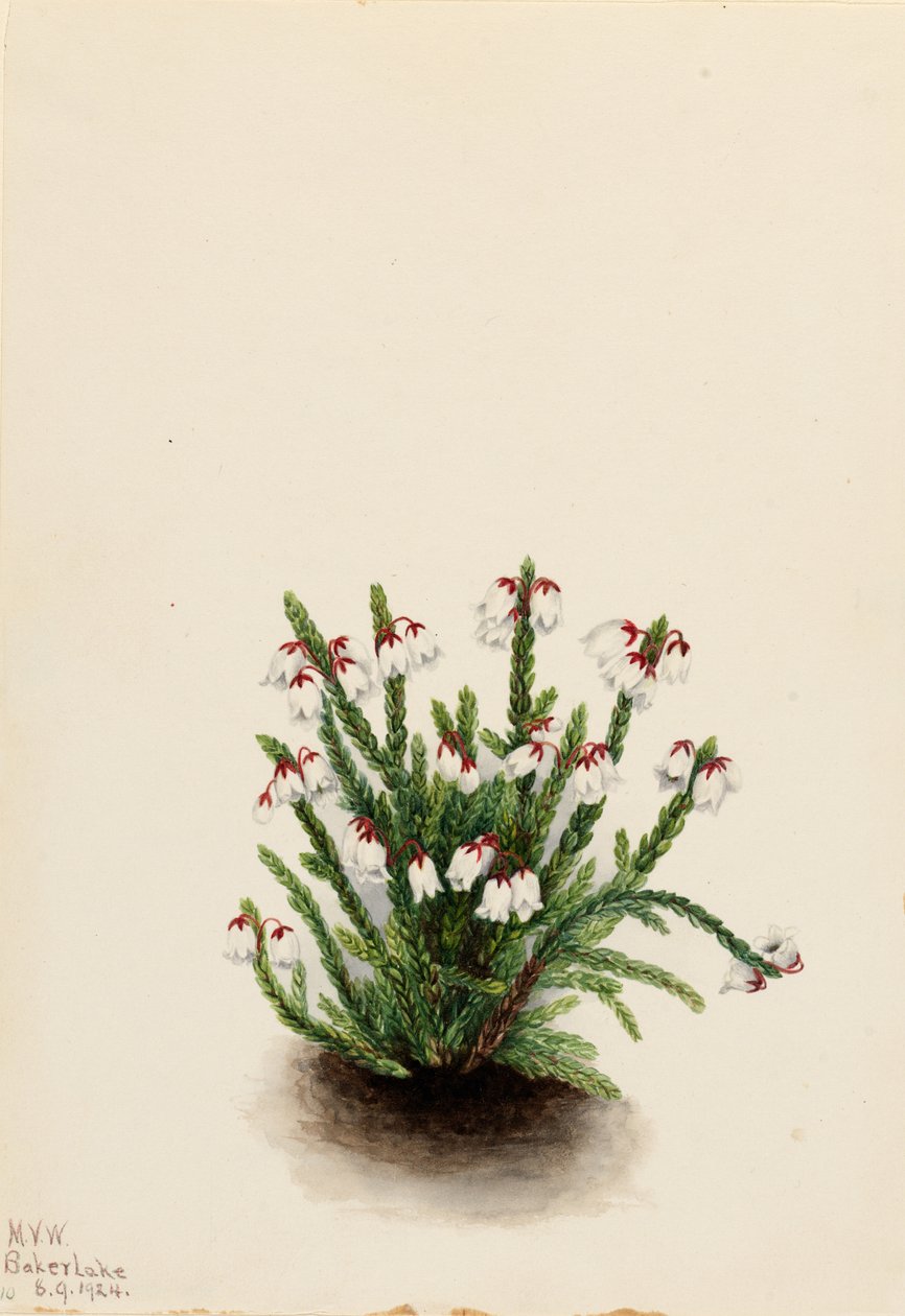  av Mary Vaux Walcott