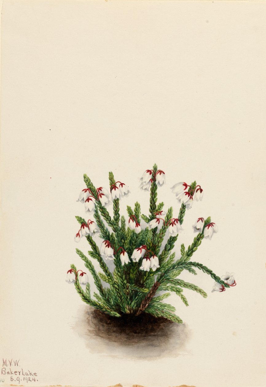 Rocky Mountain Cassiope Cassiope mertensiana, 1924. av Mary Vaux Walcott