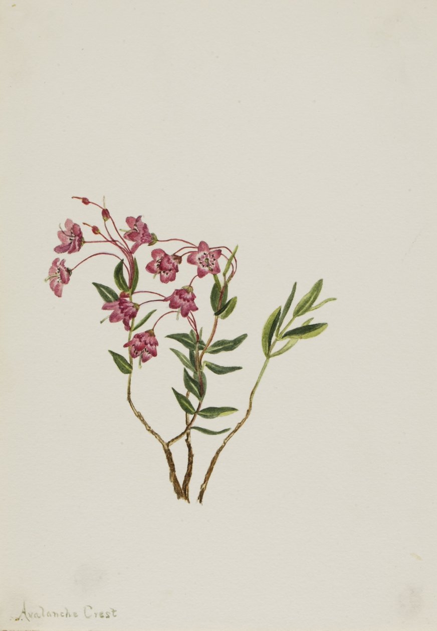  av Mary Vaux Walcott