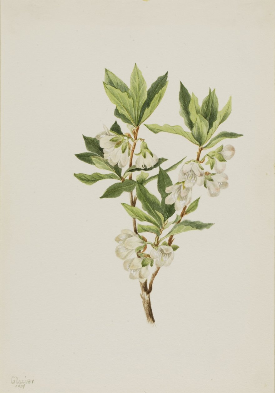  av Mary Vaux Walcott