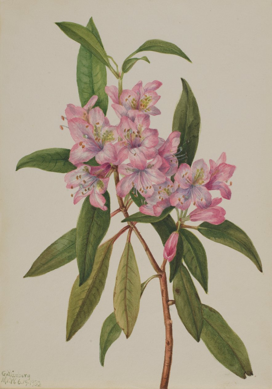  av Mary Vaux Walcott