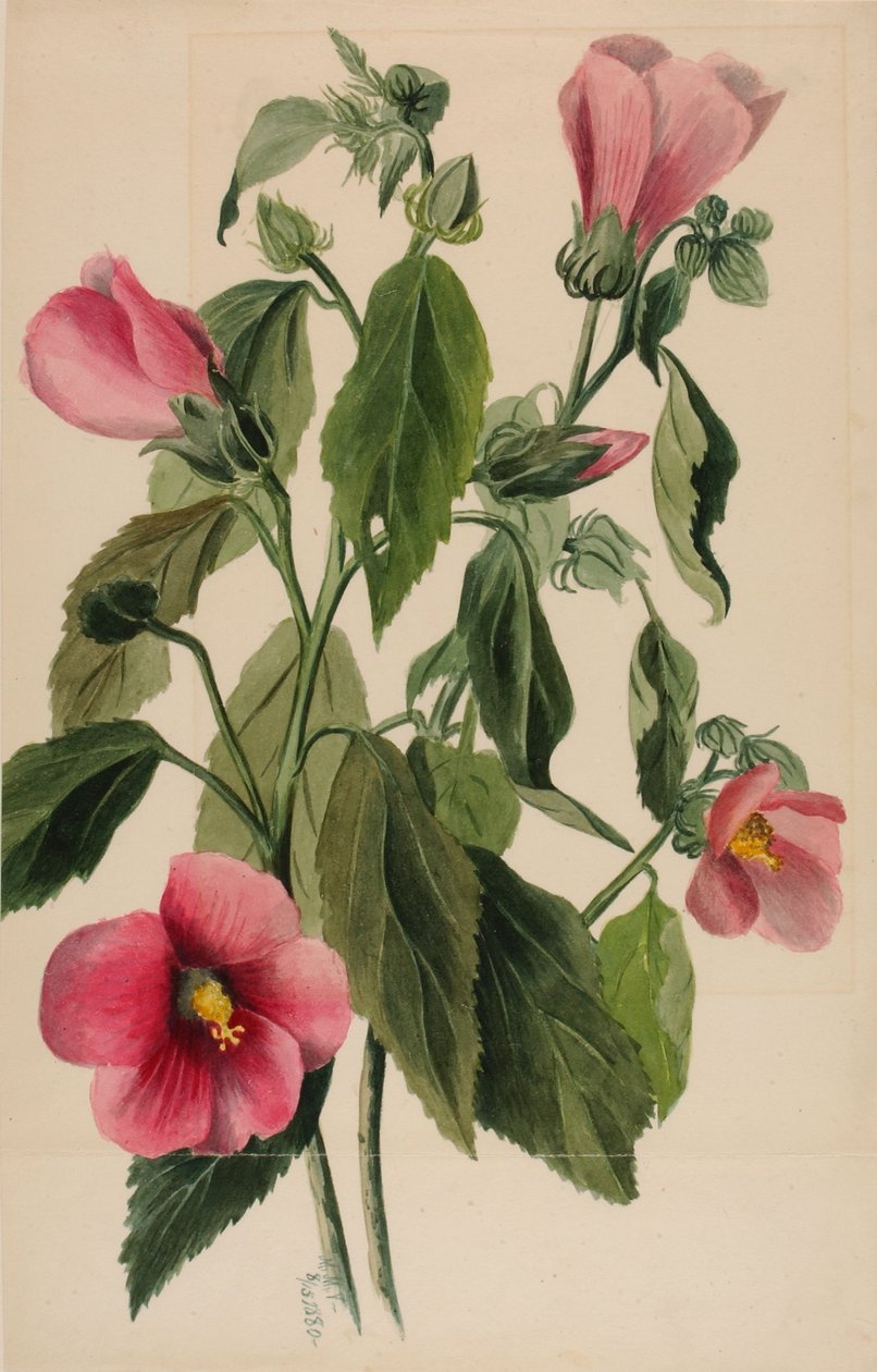 av Mary Vaux Walcott