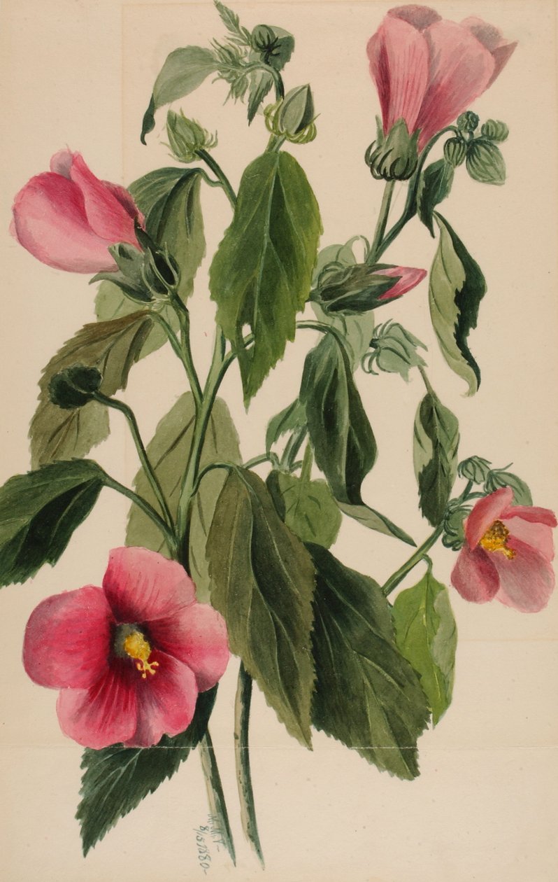 Rose Gentian lørdagshjørne, 1880. av Mary Vaux Walcott
