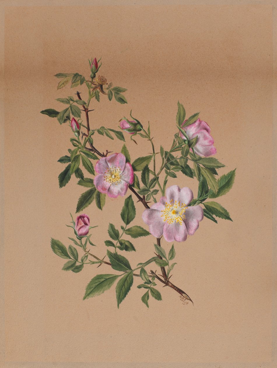  av Mary Vaux Walcott