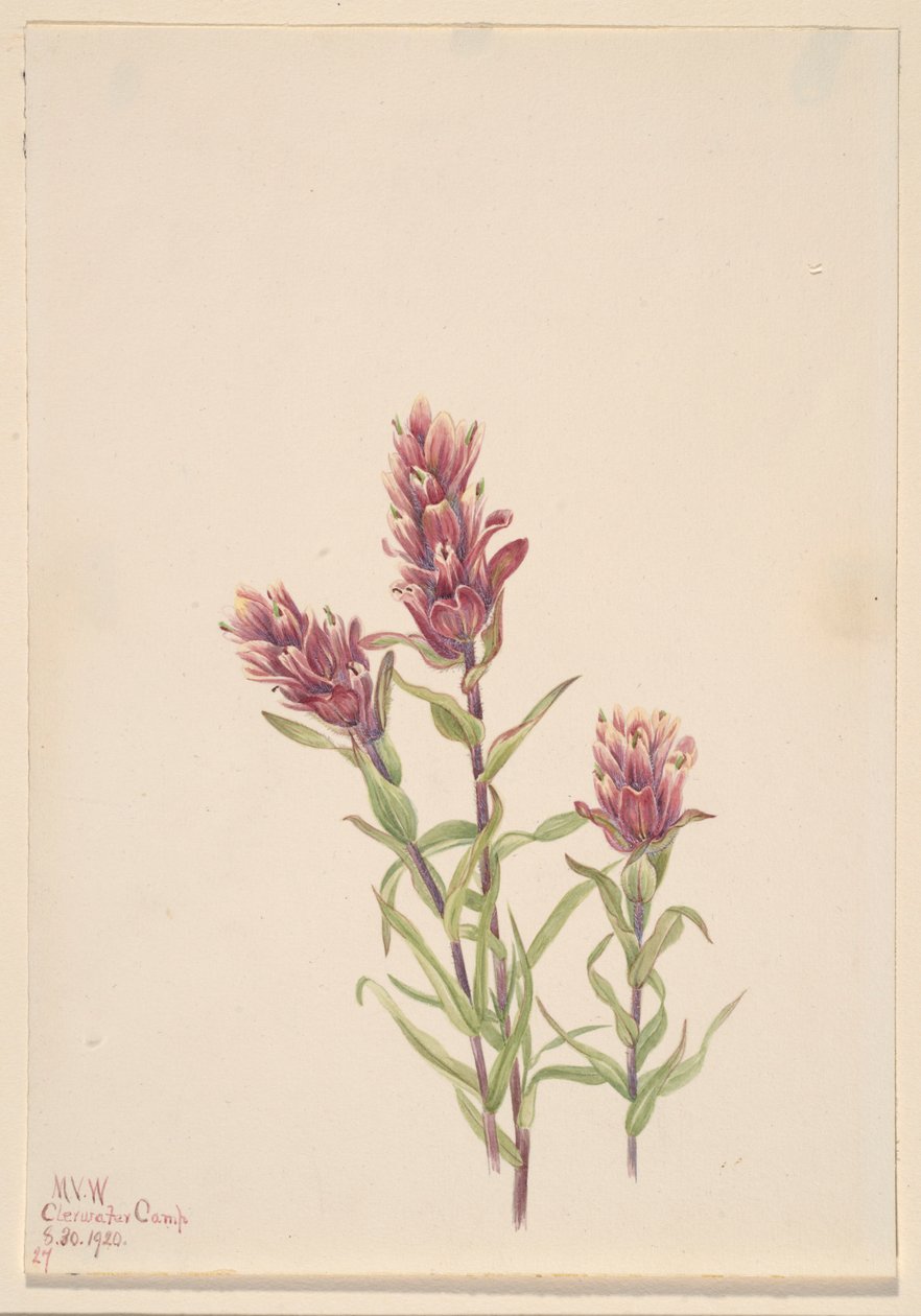  av Mary Vaux Walcott