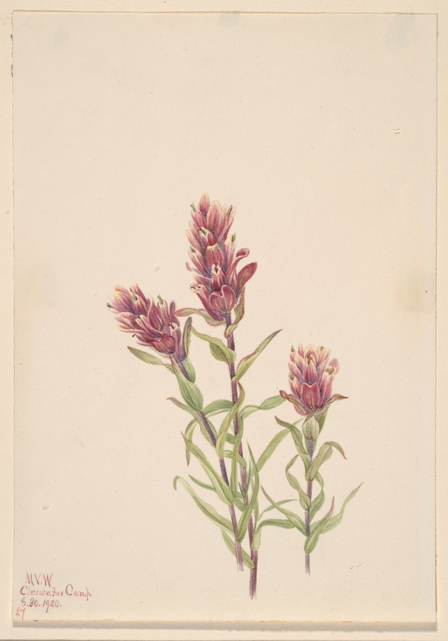 Rose Paintbrush Castilleja pallida, 1920. av Mary Vaux Walcott