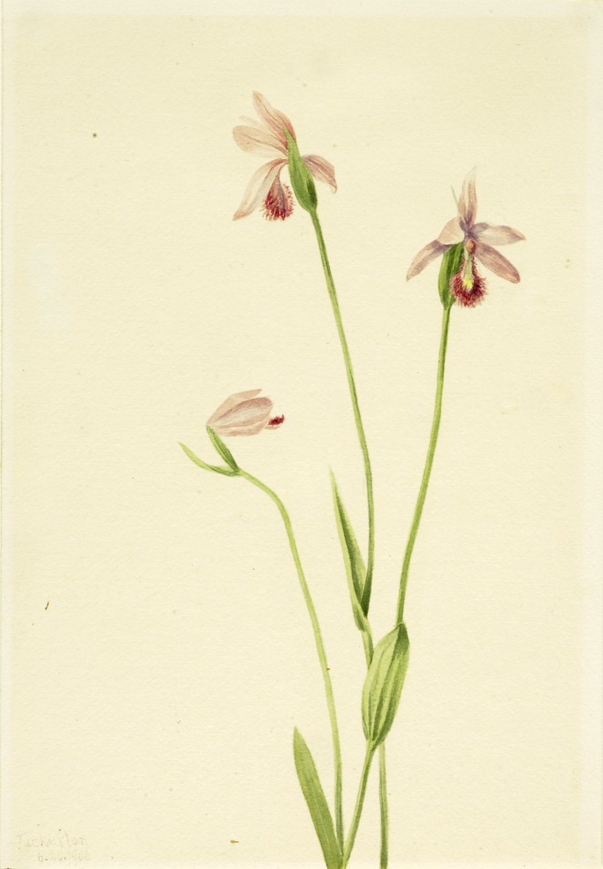  av Mary Vaux Walcott