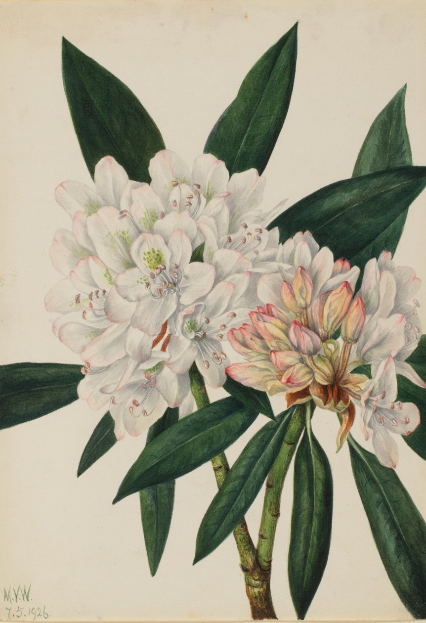  av Mary Vaux Walcott