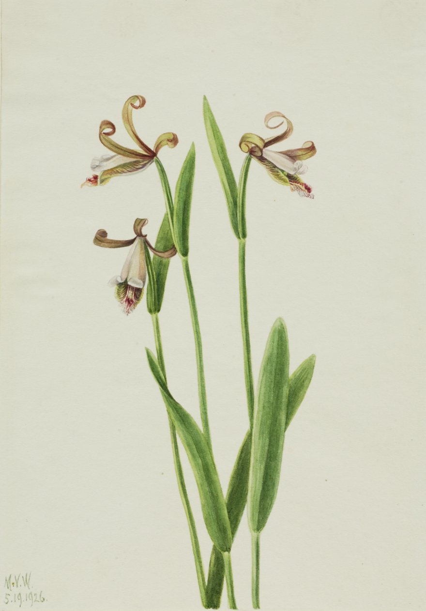 Rosebud Orchid Pogonia divaricata, 1926. av Mary Vaux Walcott