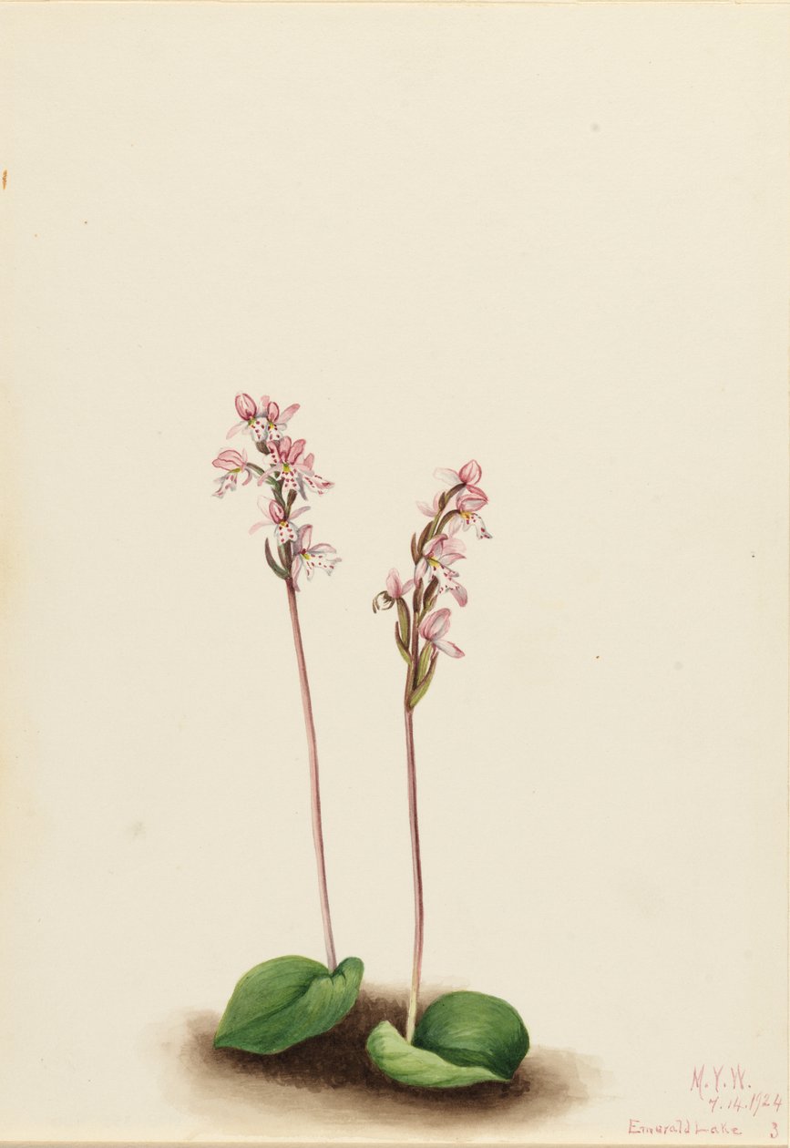  av Mary Vaux Walcott