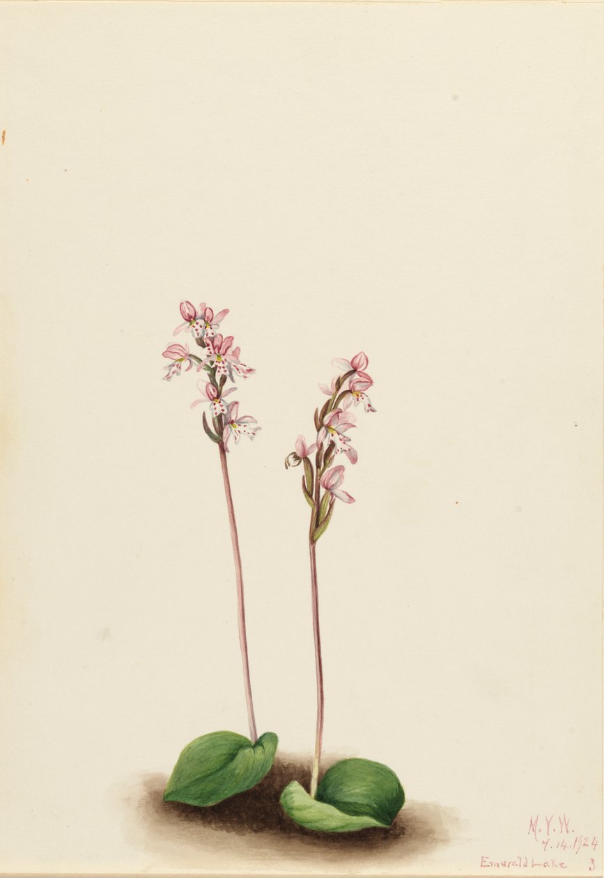 Roundleaf Orchis Orchis rotundifolia, 1924. av Mary Vaux Walcott