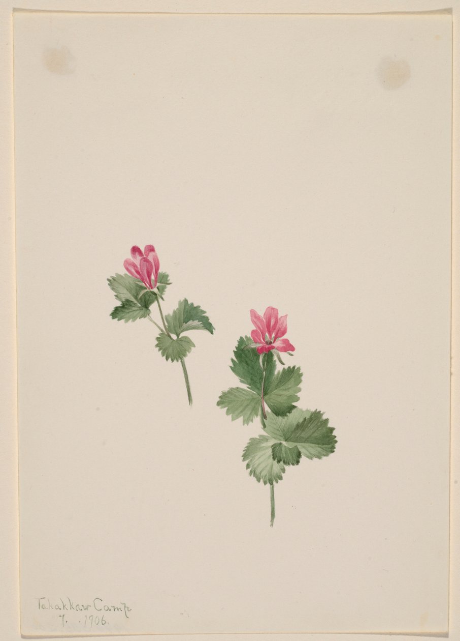  av Mary Vaux Walcott