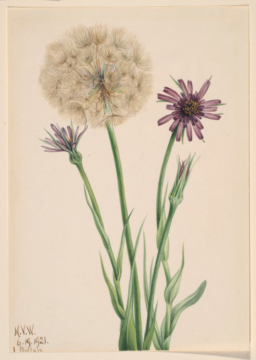  av Mary Vaux Walcott