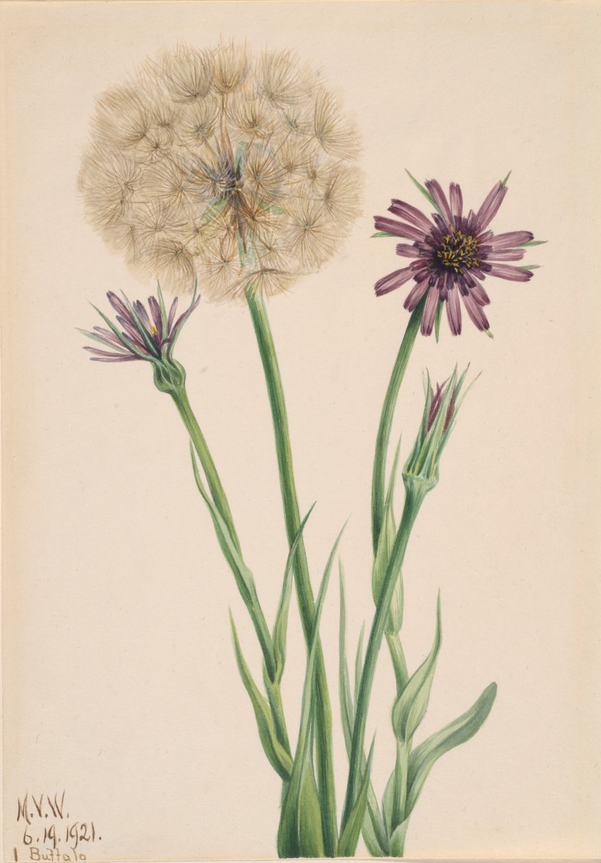 Salsify Tragopogon porrifolius, 1921. av Mary Vaux Walcott