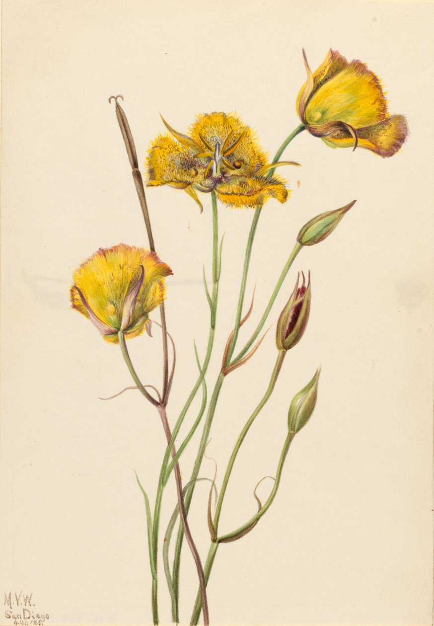  av Mary Vaux Walcott