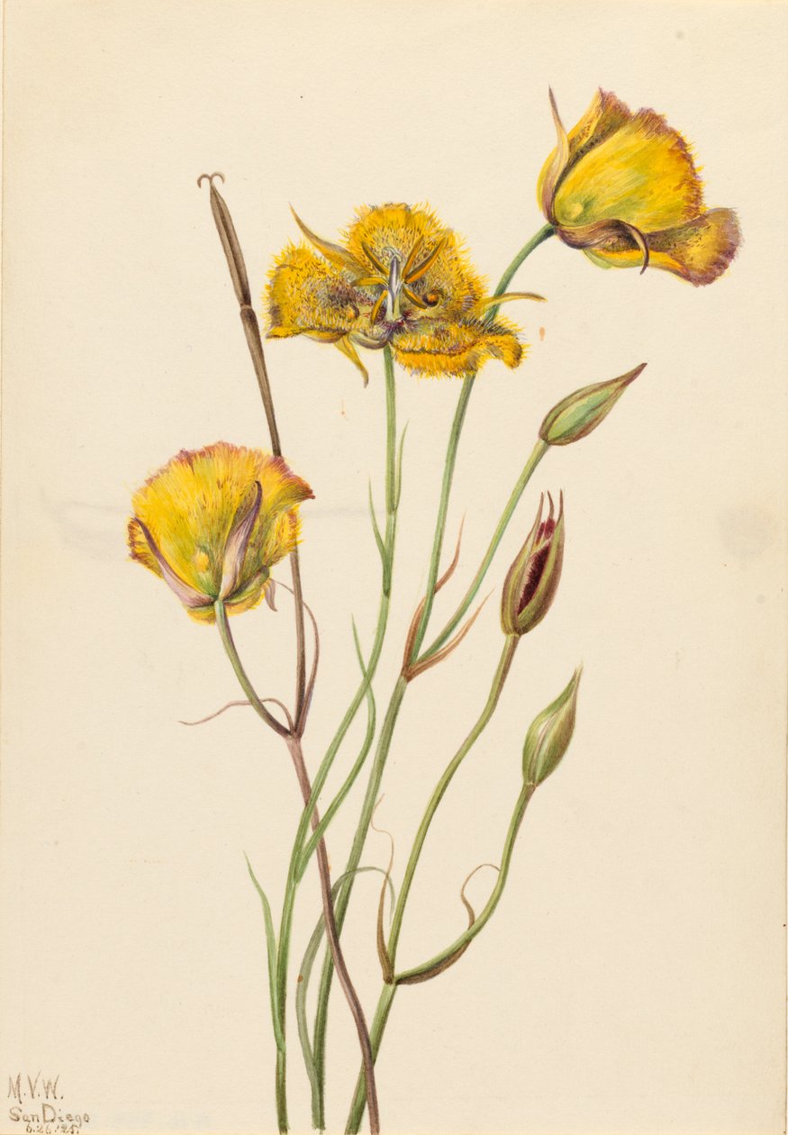 San Diego Butterfly Calochortus weed, 1925. av Mary Vaux Walcott