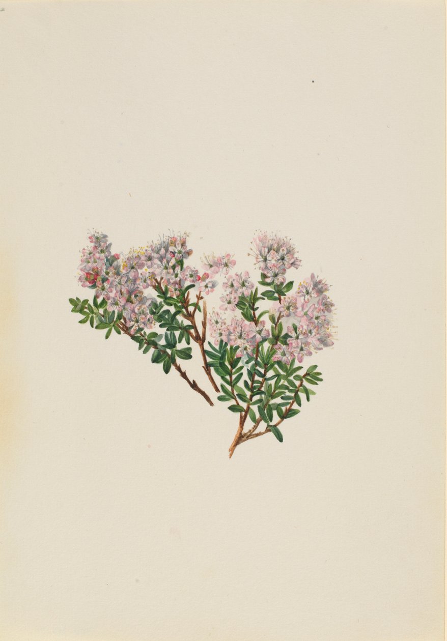  av Mary Vaux Walcott