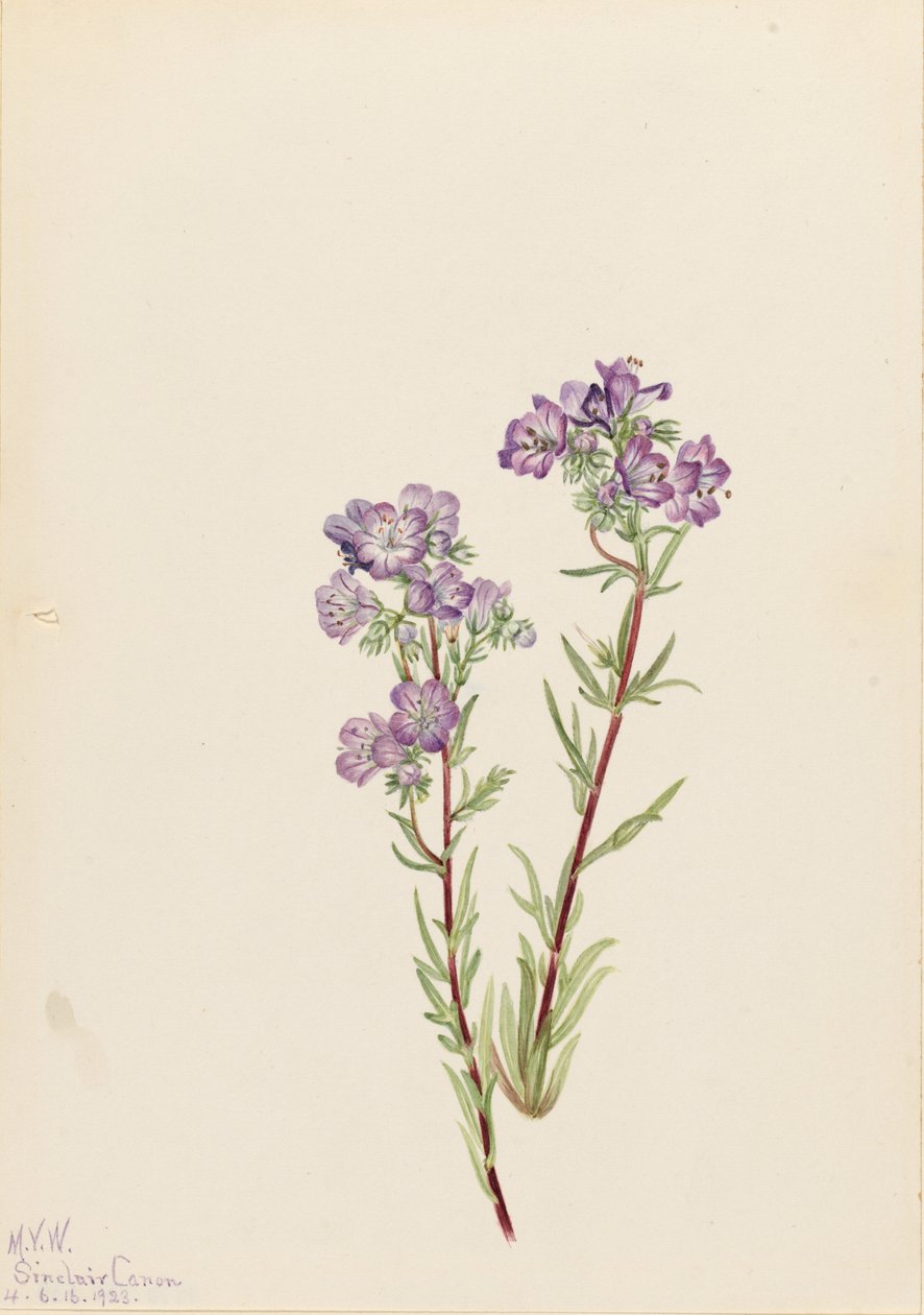  av Mary Vaux Walcott