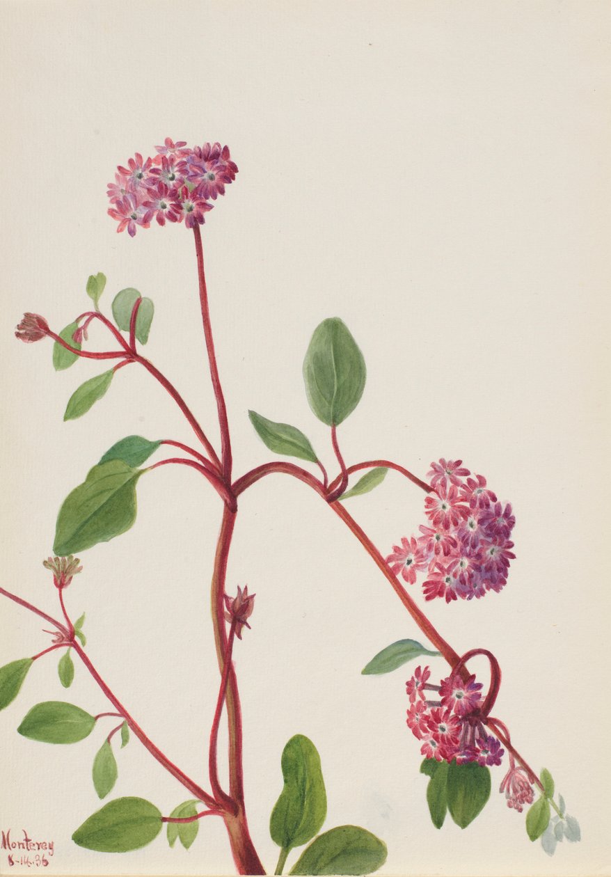  av Mary Vaux Walcott