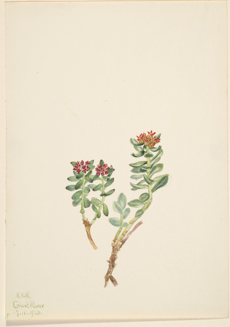 Sanifoiga stigende, 1920. av Mary Vaux Walcott