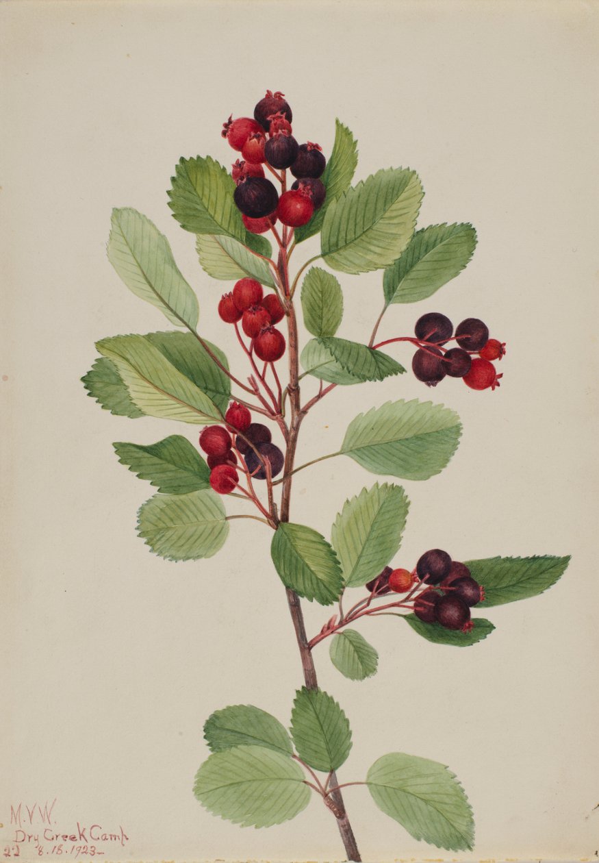  av Mary Vaux Walcott