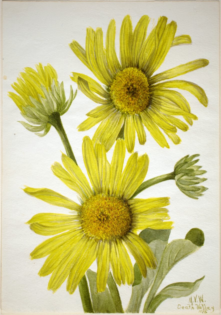  av Mary Vaux Walcott