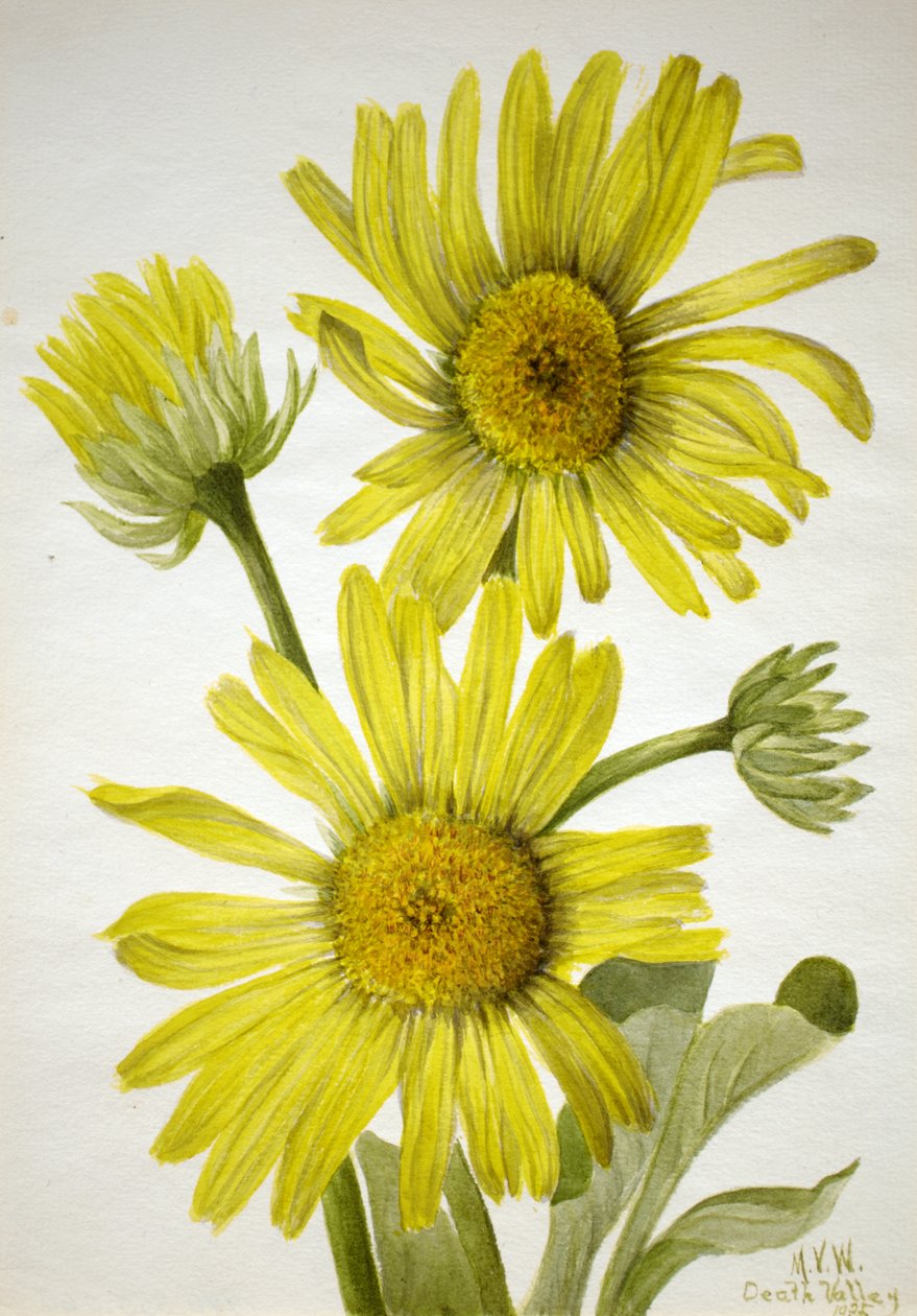 Satinleaf Goldenhead Enceliopsis covillei, 1935. av Mary Vaux Walcott