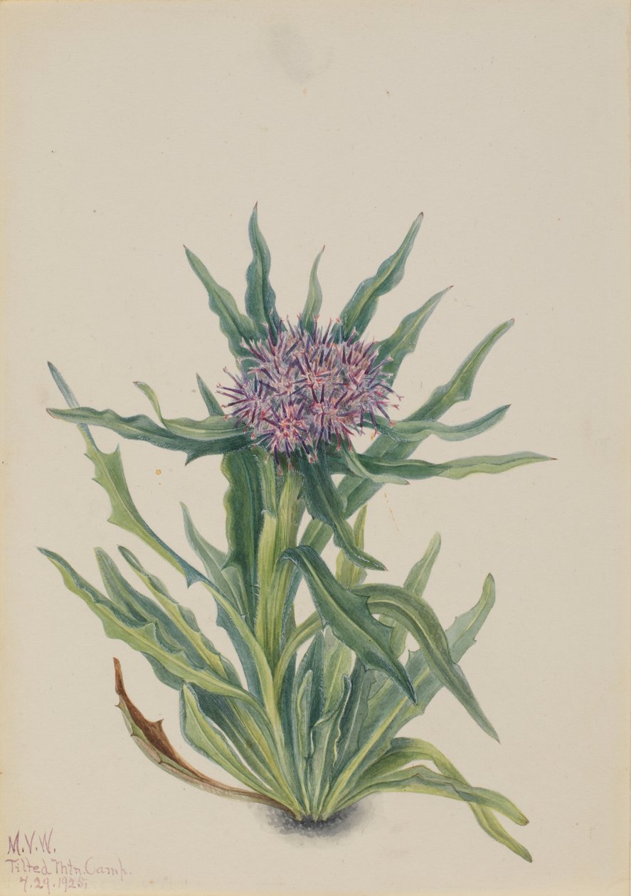  av Mary Vaux Walcott