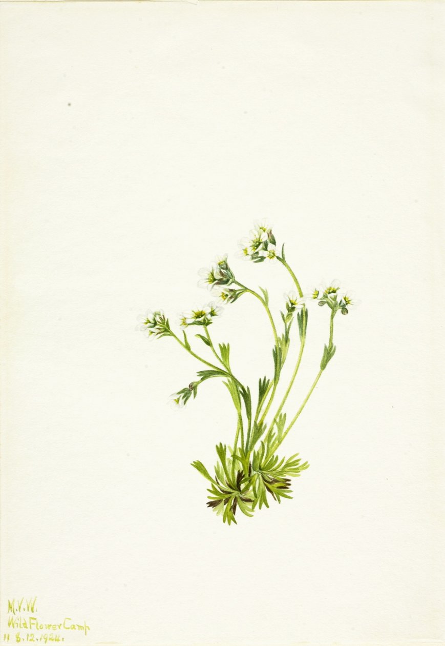  av Mary Vaux Walcott