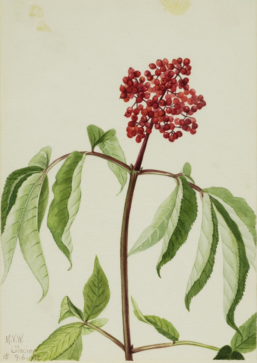  av Mary Vaux Walcott