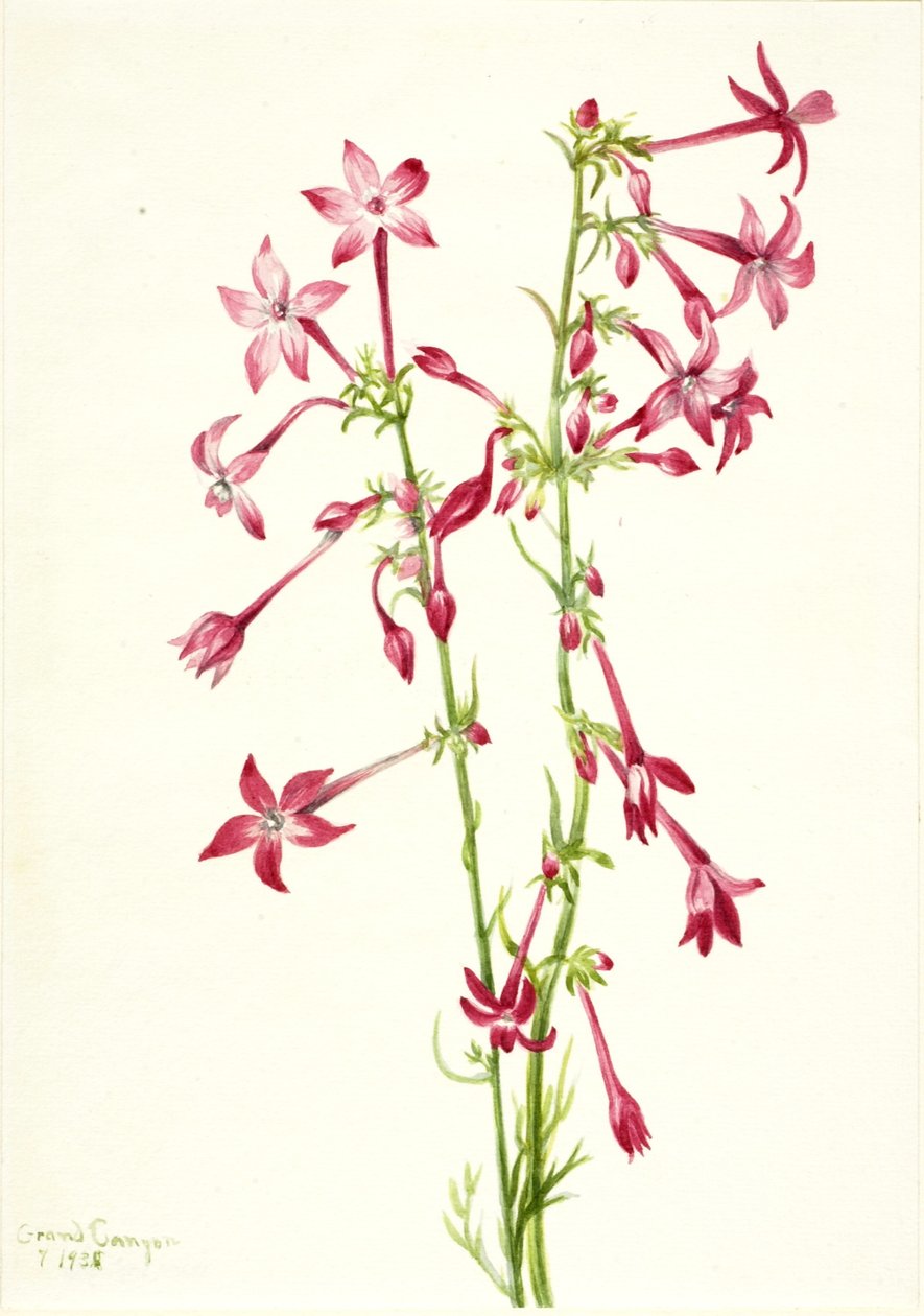  av Mary Vaux Walcott