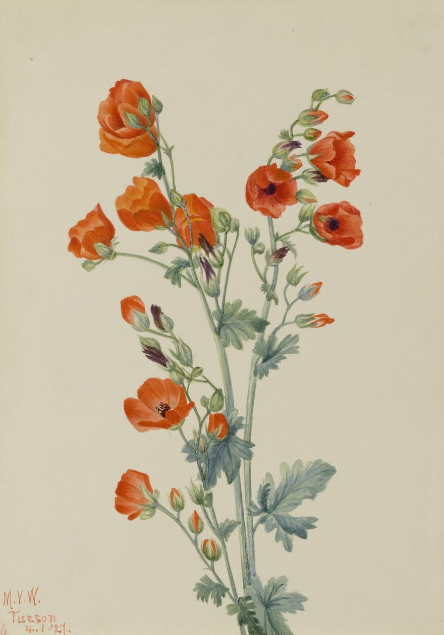  av Mary Vaux Walcott