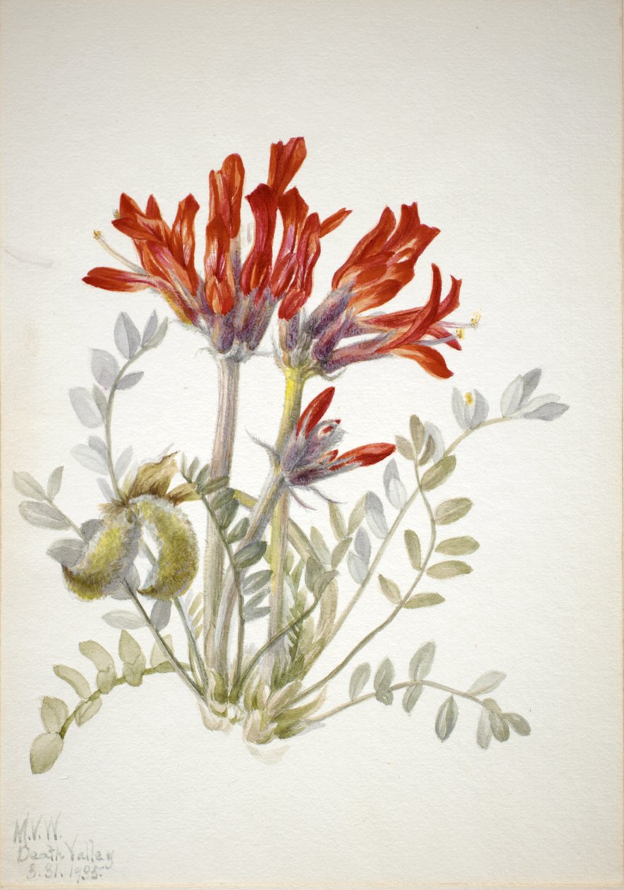 Scarlet Loco Astragalus coccineus, 1935. av Mary Vaux Walcott