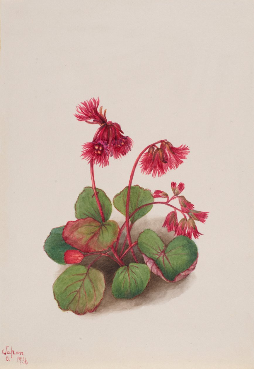  av Mary Vaux Walcott