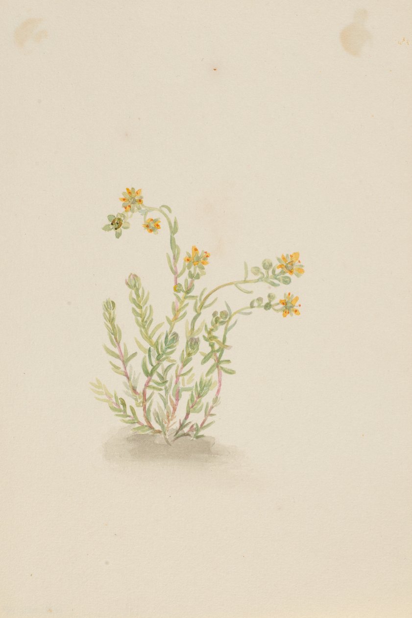  av Mary Vaux Walcott