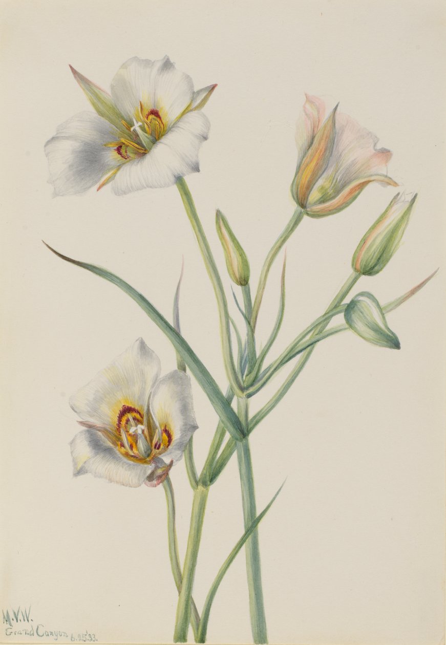 Sego Lily Calochortus nuttallii, 1933. av Mary Vaux Walcott