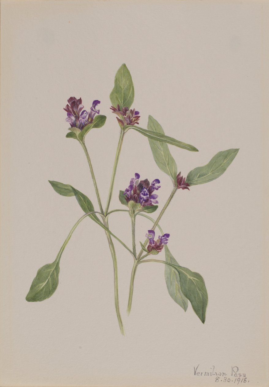  av Mary Vaux Walcott