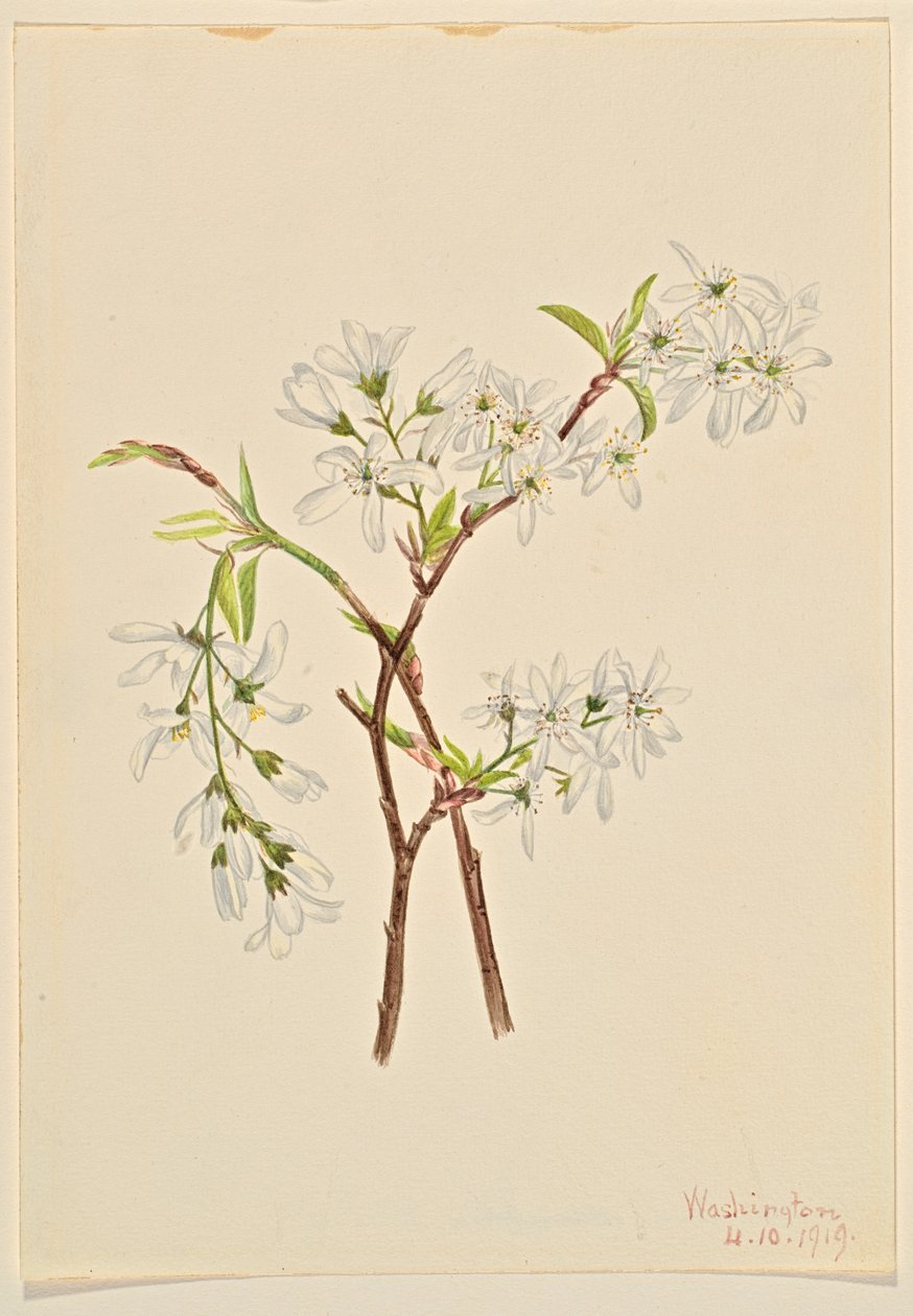  av Mary Vaux Walcott